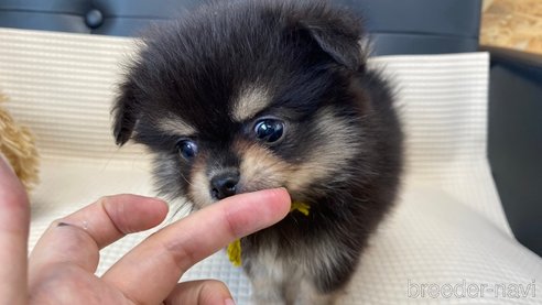 成約済の兵庫県のポメチワ:ポメラニアン×チワワ-329750の7枚目